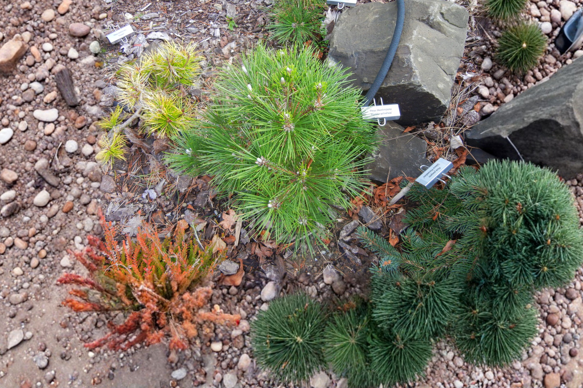 Japanese Black Pine Bonsai Tree 12” – Pinus thunbergii ‘Kyokko Yatsubusa’ Dwarf Evergreen in 1 Gallon Pot