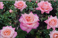 Hybrid Tea Rose Plant – Kordes Perfecta Everblooming Rose Bush in 1-Gallon Container for Garden Landscaping