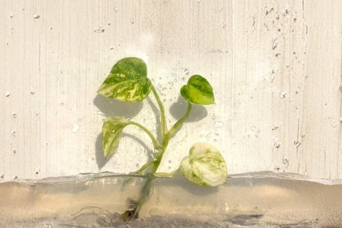 Anthurium Papi Magnificum Variegated Live Plant – Rare Tropical Houseplant in 3 Inch Pot