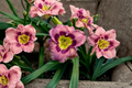 Always Afternoon Daylily Bare Root 3 Pack – Orange-Red Blooms, Perennial Flower, Hemerocallis