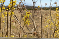 Heinrich Bruns Witch Hazel Bare Root Plant – 24 Inch Deciduous Shrub with Yellow-Orange Flowers Hamamelis intermedia