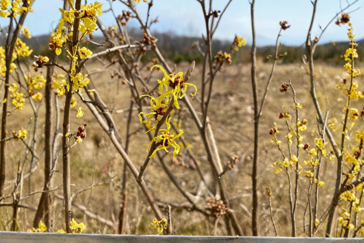 Heinrich Bruns Witch Hazel Bare Root Plant – 24 Inch Deciduous Shrub with Yellow-Orange Flowers Hamamelis intermedia
