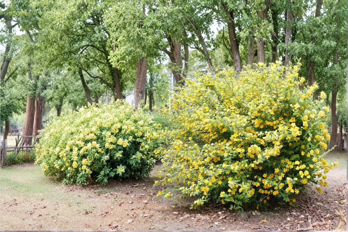 Golden Guinea Japanese Kerria Live Plant – 4 Inch Pot Kerria japonica Bright Yellow Spring Blooms Garden Shrub