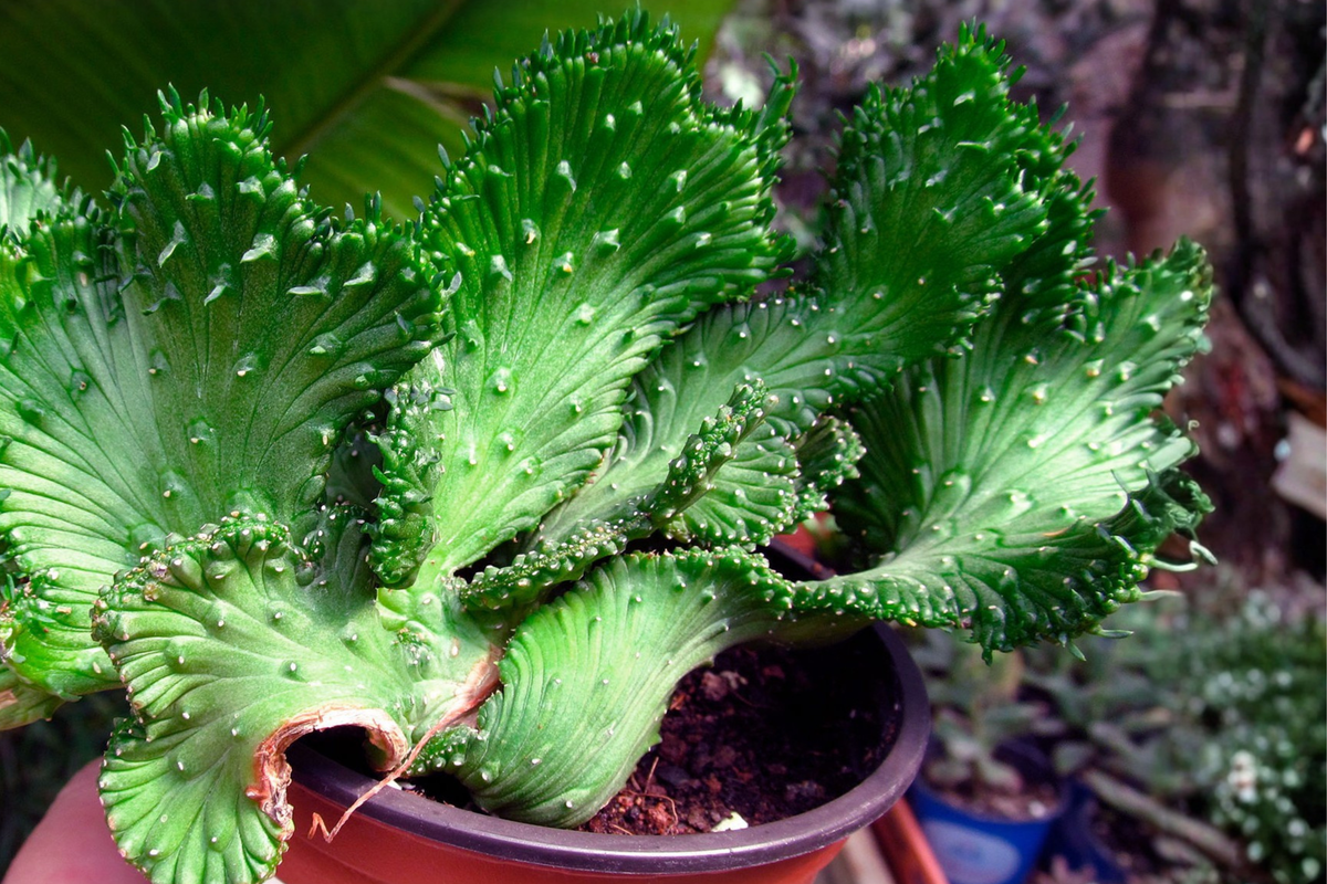 Crested Euphorbia Ammak Live Succulent Plant – Rare Sculptural Euphorbia ammak in 4-Inch Pot