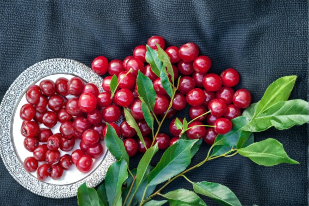 Dwarf Bing Cherry Seeds – Compact Fruit Tree for Indoor & Outdoor Container Gardening, Prunus avium 'Bing'