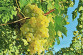 Thompson Seedless White Grape Vine Live Plant – 3 Gallon, Climbing Fruit Vine for Garden, Vineyard, Trellis, Fresh Table Grapes, Vitis vinifera