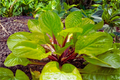 Hosta ‘Lemon Snap’ Bare Root Plant – Yellow Foliage, Shade Perennial, Starter Division, Herbaceous, USDA Zones 3-9