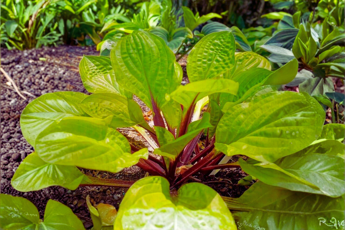 Hosta ‘Lemon Snap’ Bare Root Plant – Yellow Foliage, Shade Perennial, Starter Division, Herbaceous, USDA Zones 3-9