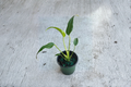 Monstera Burle Marx Flame Live Plant – Rare Tropical Indoor Houseplant with Fenestrated Leaves, Rooted Starter, Collector Gift