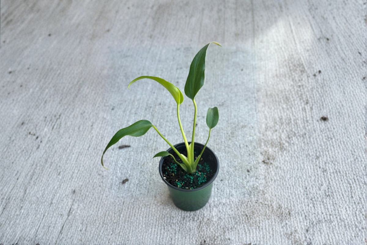 Monstera Burle Marx Flame Live Plant – Rare Tropical Indoor Houseplant with Fenestrated Leaves, Rooted Starter, Collector Gift
