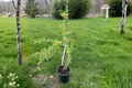 European Larch Bonsai Tree 18” Tall Larix decidua ‘Horstmann’s Recurved’ Dwarf Conifer in 1 Gallon Pot