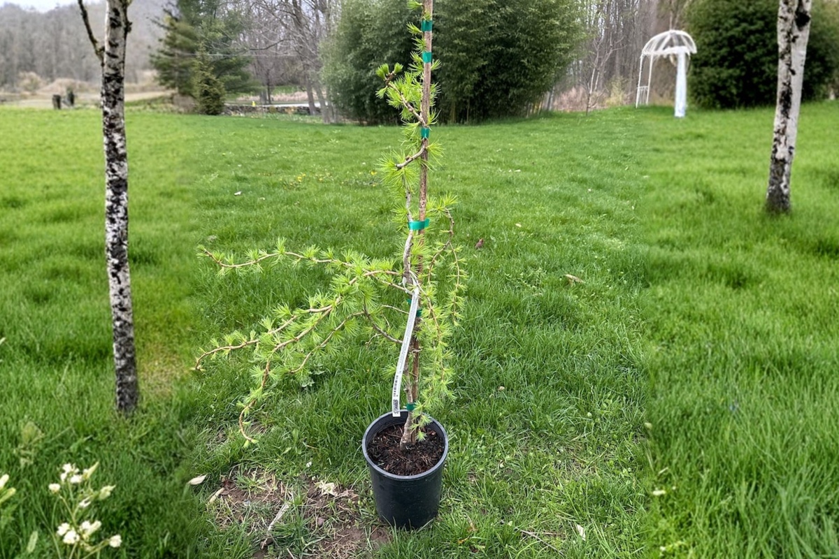 European Larch Bonsai Tree 18” Tall Larix decidua ‘Horstmann’s Recurved’ Dwarf Conifer in 1 Gallon Pot