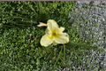 Daylily ‘Sunday Gloves’ Bare Root Plants – White Perennial Flowering Hemerocallis for Summer Garden Borders