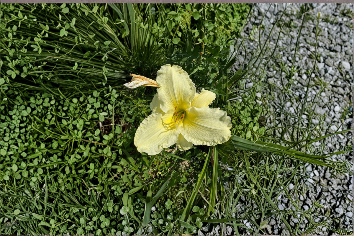 Daylily ‘Sunday Gloves’ Bare Root Plants – White Perennial Flowering Hemerocallis for Summer Garden Borders