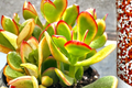 Sunset Jade Variegated Crassula Ovata Succulent Plant in 4 Inch Pot for Indoor Outdoor Decor
