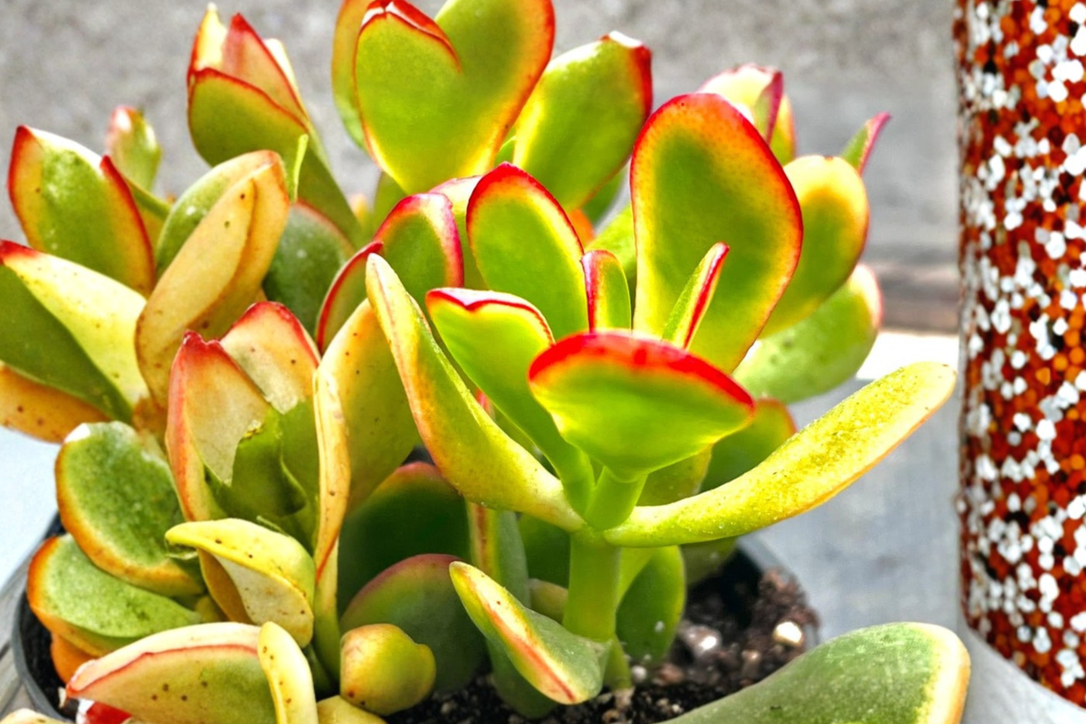 Sunset Jade Variegated Crassula Ovata Succulent Plant in 4 Inch Pot for Indoor Outdoor Decor