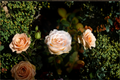 Moonlight in Paris Rose Live Starter Plant - Hybrid Tea Rose Bush for Garden, Landscape & Cutting Gardens