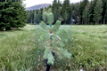 Buchanan’s Gold Scots Pine Live Plant 1 Gallon Pot Evergreen Conifer, Golden Foliage, Cold Hardy Landscape Tree