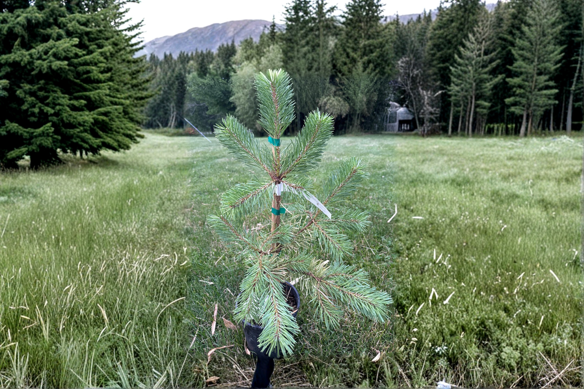 Buchanan’s Gold Scots Pine Live Plant 1 Gallon Pot Evergreen Conifer, Golden Foliage, Cold Hardy Landscape Tree