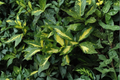 Spotted Laurel Live Plant 3 Gallon Pot – Aucuba japonica 'Picturata' Variegated Evergreen Shrub for Shade Gardens