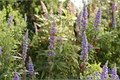 Vitex Tree 2–4 Ft Live Plant, Purple Flowering Ornamental Tree for Garden Landscape, Vitex agnus-castus