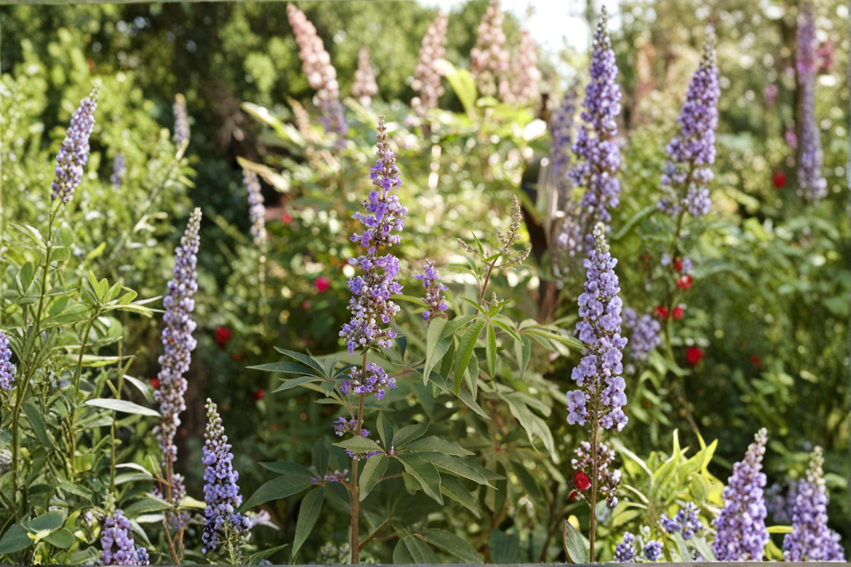 Vitex Tree 2–4 Ft Live Plant, Purple Flowering Ornamental Tree for Garden Landscape, Vitex agnus-castus