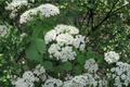 Arrowwood Viburnum Live Plant 1 Gallon Pot – Native Shrub with White Flowers, Deciduous Hedge, Viburnum dentatum