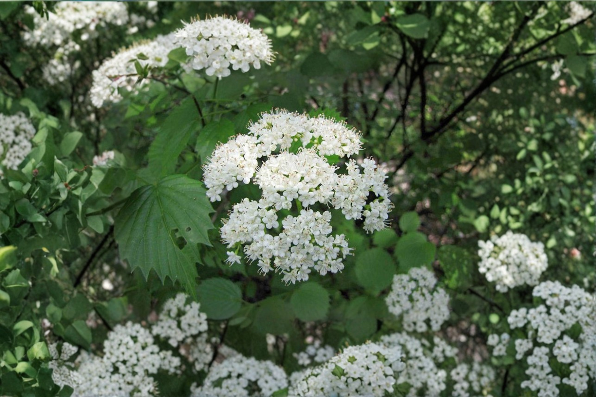 Arrowwood Viburnum Live Plant 1 Gallon Pot – Native Shrub with White Flowers, Deciduous Hedge, Viburnum dentatum