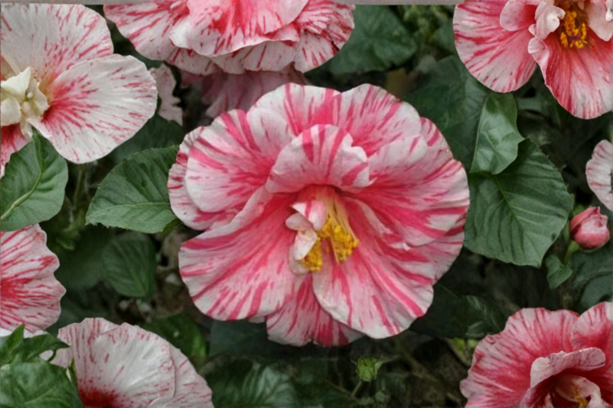 Japanese Camellia Live Plant 3 Gallon Pot Pink Flowers Evergreen Shrub Camellia japonica