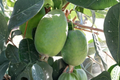 Grafted Waingaro Pineapple Guava Plant | 1 Gallon Pot | Evergreen Feijoa Acca sellowiana Fruit Shrub