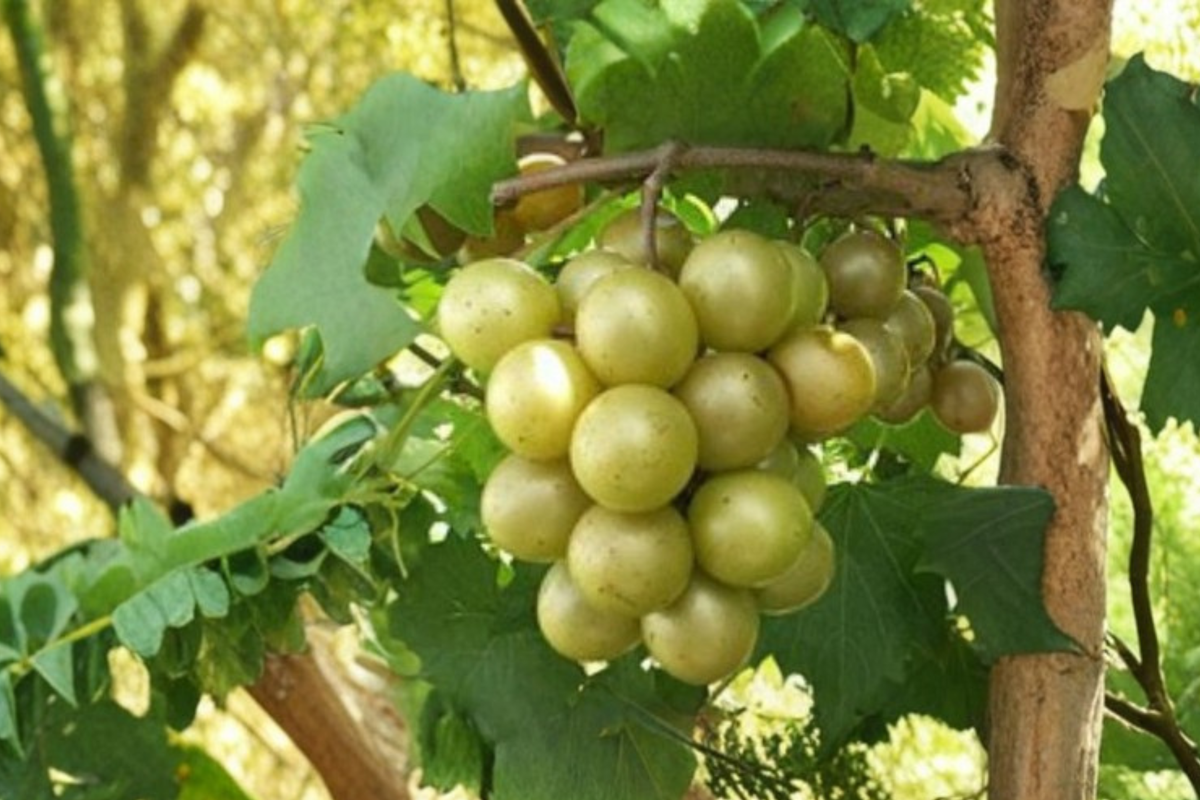 Scuppernong Muscadine Grape Vine – 3 Gallon Live Plant, Bronze Sweet Fruit, Climbing Vine for Garden, Backyard Vineyard, Full Sun