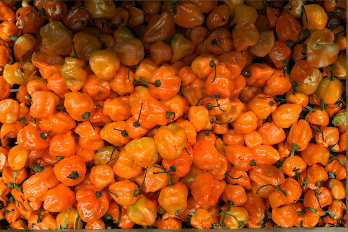 Fried Chicken Super Hot Pepper Live Plants – 75+ Day Old Capsicum Starter Plants for Garden, Container, Greenhouse Cultivation