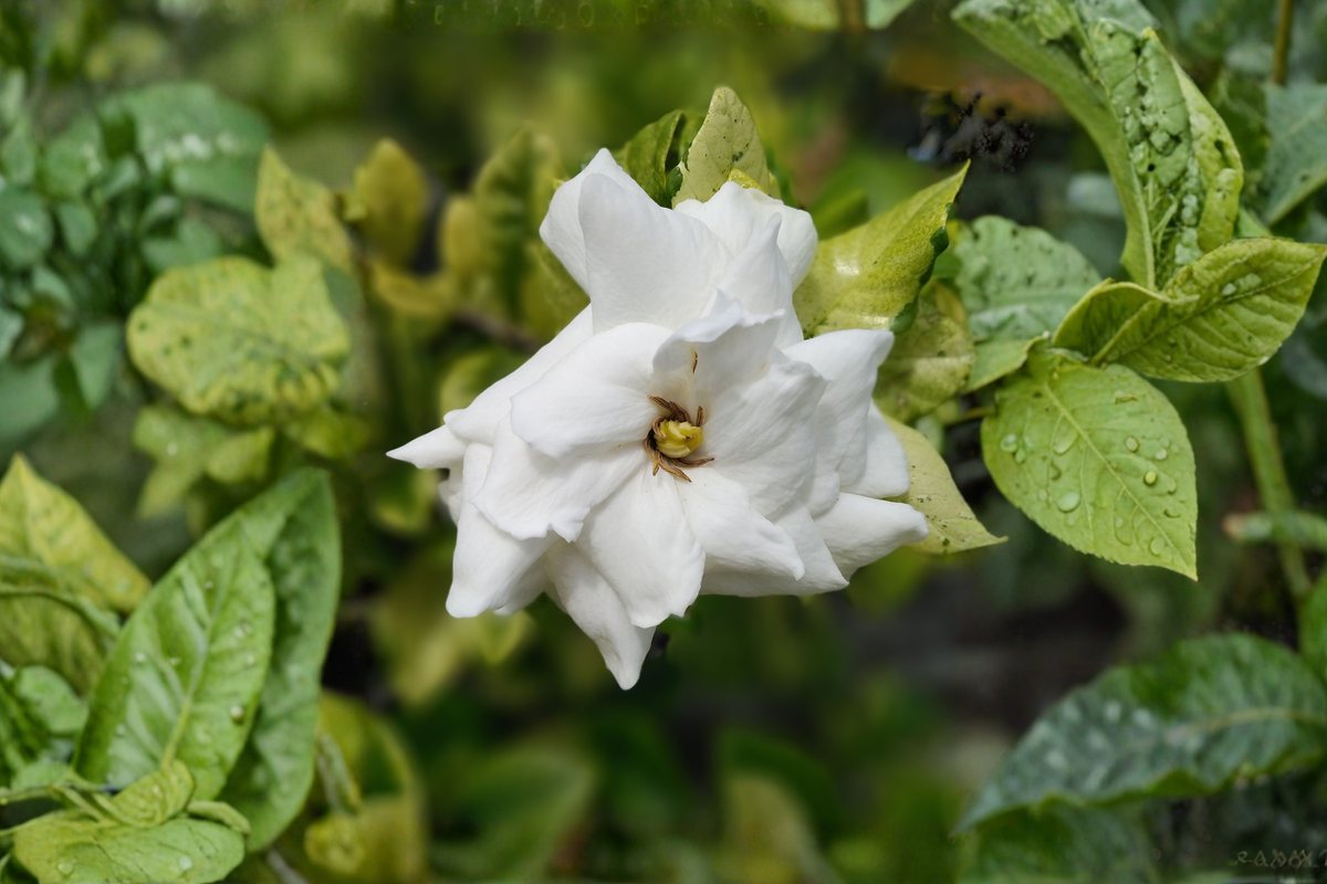 Dwarf Radicans Gardenia Live Starter Plant – Gardenia jasminoides 'Radicans' – Compact Evergreen Shrub with Fragrant White Flowers