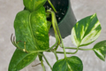 Hawaiian Pothos Plant Live 4-Inch Pot Epipremnum Aureum Large Leaf Indoor Houseplant Starter