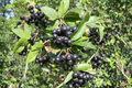 Black Chokeberry ‘Viking’ Live Plant 4 Inch Pot – Edible Berry Shrub with White Spring Flowers & Red Fall Foliage