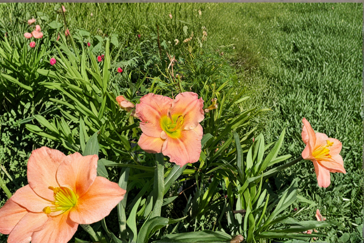 Daylily ‘Chorus Line’ Bare Root Plants – Pink Perennial for Summer Garden Flowers, Hemerocallis