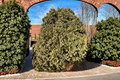 Golden Arborvitae Live Plant – Thuja occidentalis ‘Wareana Lutescens’ Evergreen Shrub in Quart Pot
