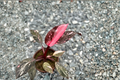 Pink Princess Philodendron Tissue Culture Plant – Variegated Indoor Houseplant, Philodendron erubescens 'Pink Princess'