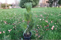 Baker Street Broom Japanese Black Pine Live Plant – 12 Inch Dwarf Evergreen Bonsai Conifer Pinus thunbergii