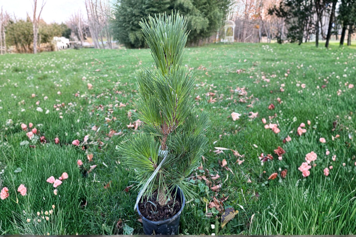 Baker Street Broom Japanese Black Pine Live Plant – 12 Inch Dwarf Evergreen Bonsai Conifer Pinus thunbergii