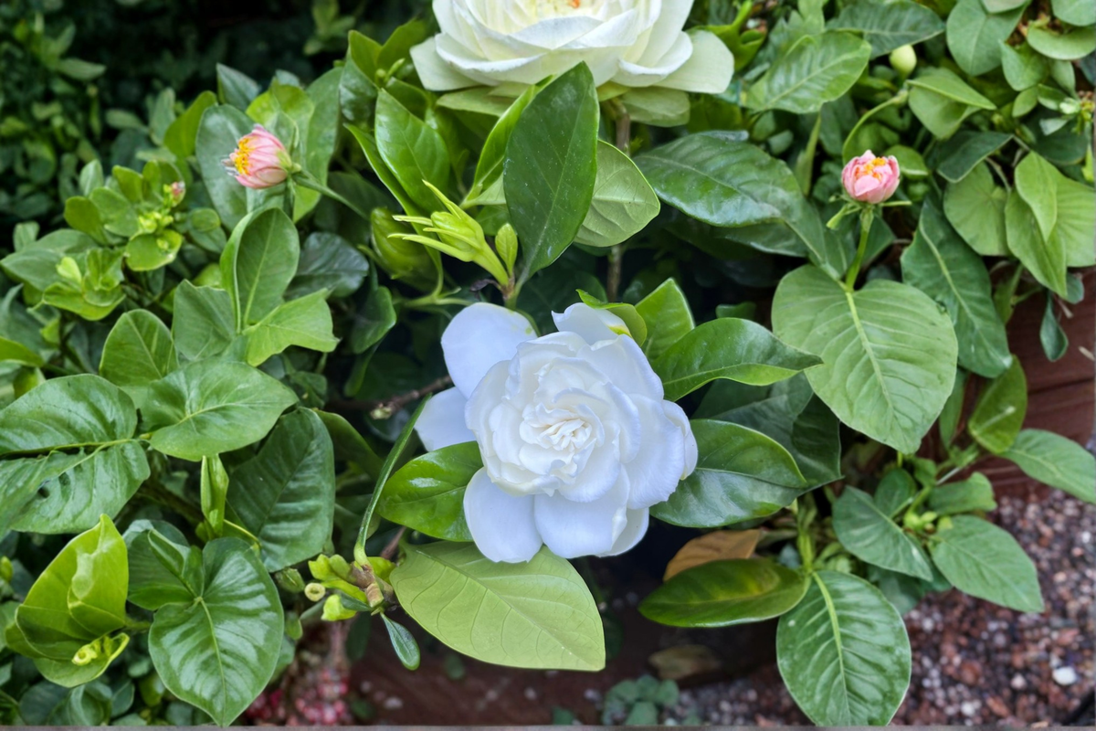 Gardenia jasminoides Live Plant, Compact Evergreen Shrub with Fragrant White Flowers, Rooted Starter, Free Shipping