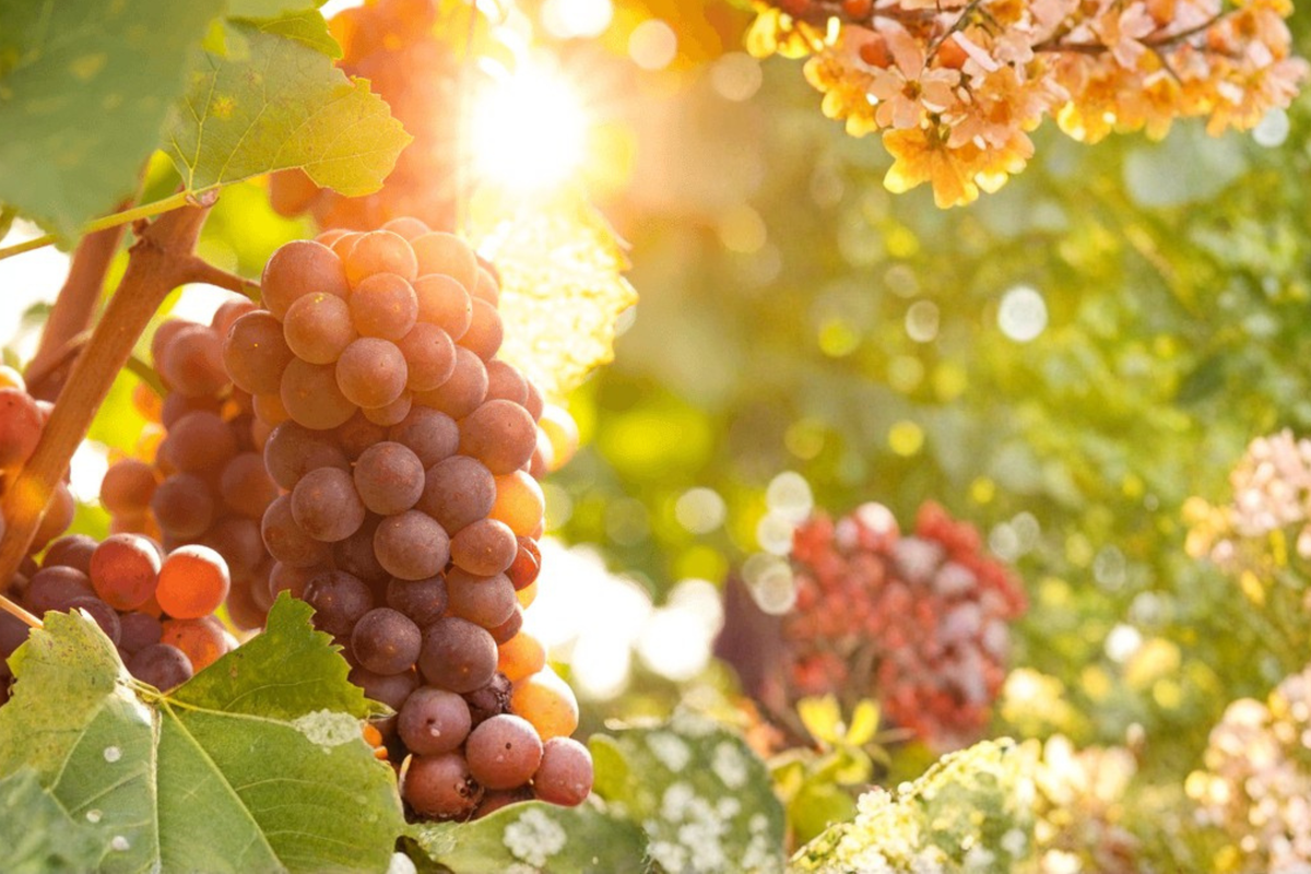 Reliance Seedless Grape Vine 4-6 ft Climbing Plant for Garden, Trellis, Fences, Vitis labrusca