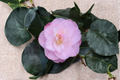 Camellia japonica ‘Dr. Tinsley’ Live Plant – 1 Gallon Pink Flower Evergreen Shrub for Garden, Hedges & Shade