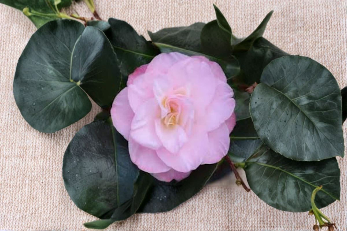 Camellia japonica ‘Dr. Tinsley’ Live Plant – 1 Gallon Pink Flower Evergreen Shrub for Garden, Hedges & Shade