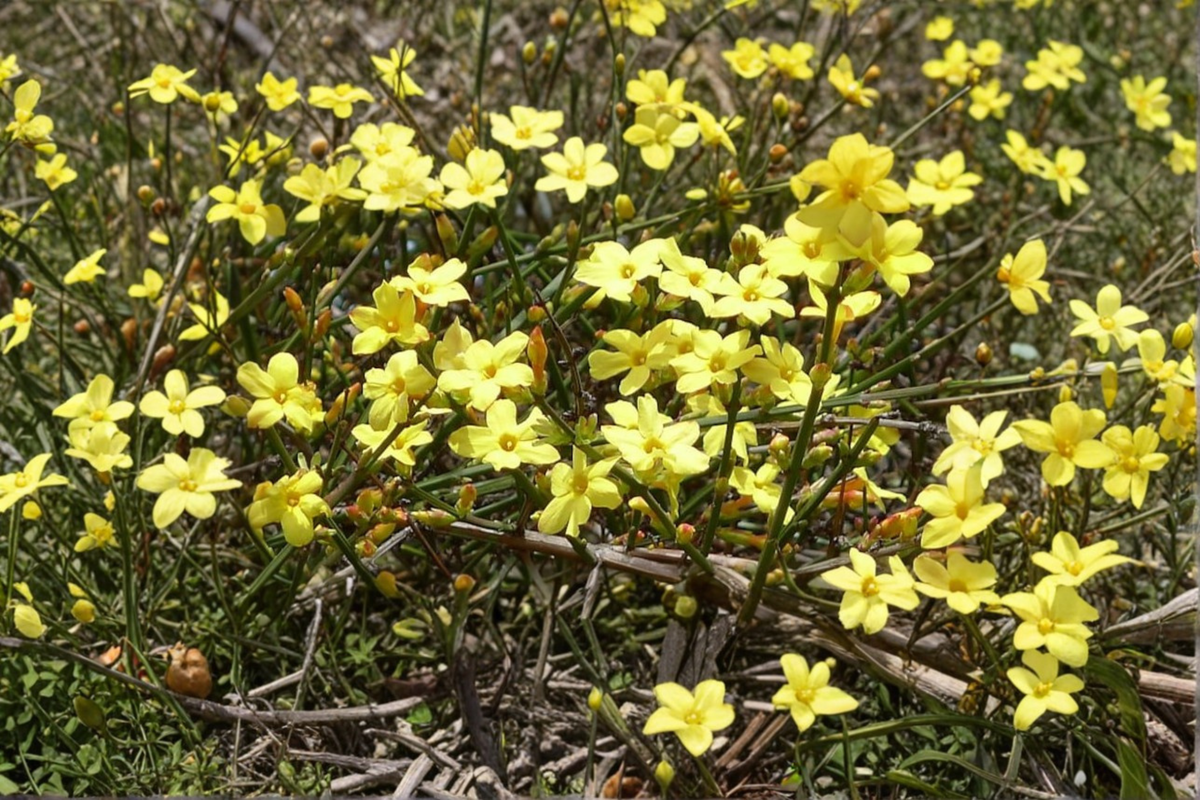 Winter Jasmine Live Plant in 3 Gallon Pot – Jasminum nudiflorum Yellow Flowers, Ornamental Vine & Shrub for Garden, Landscape