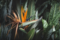 Orange Bird of Paradise Live Plant in 4-Inch Pot – Strelitzia reginae Tropical Perennial for Patio, Indoor & Garden