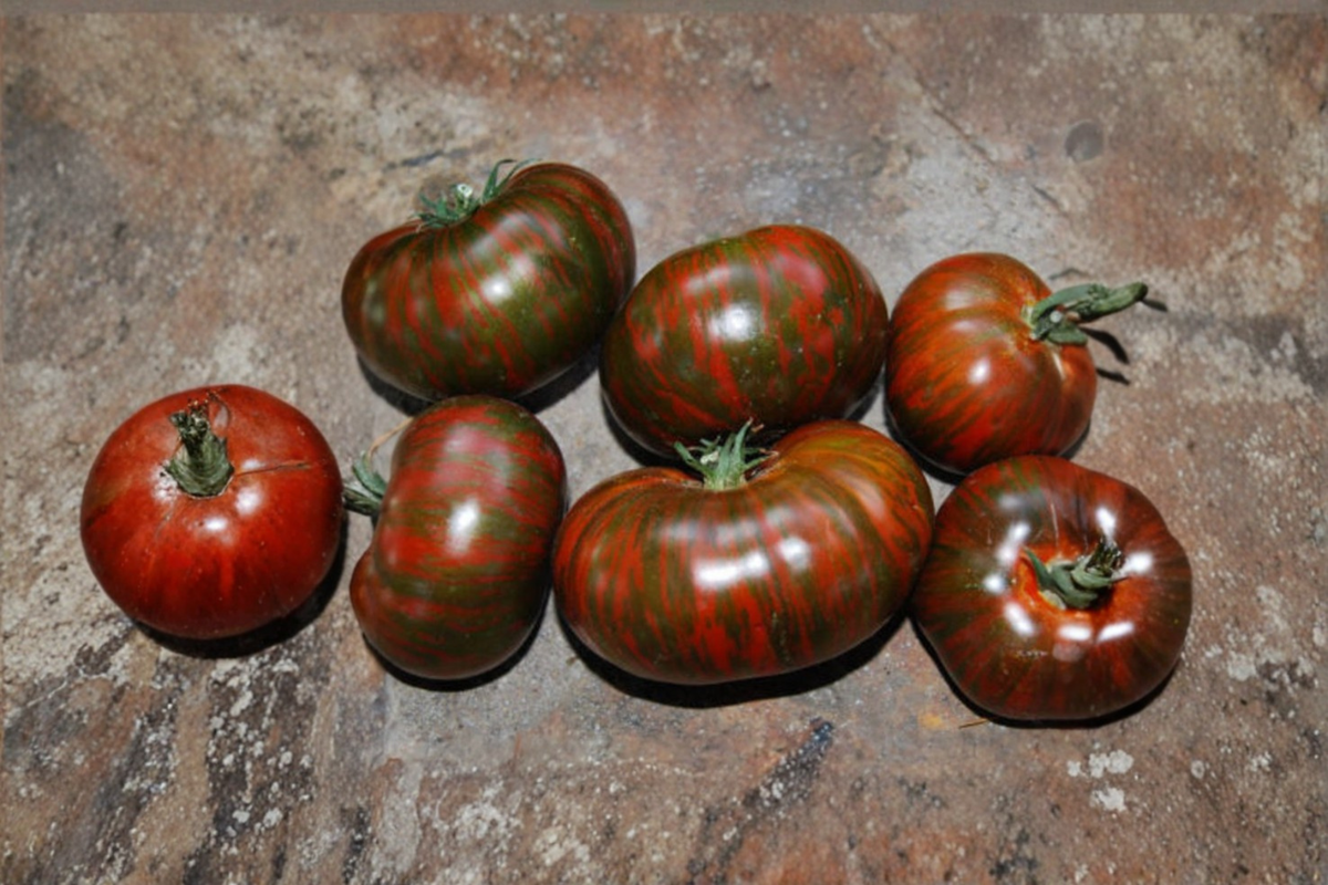 Chocolate Stripe Tomato Seeds – Heirloom Mahogany Red Slicing Tomato, Solanum lycopersicum, USA Grown, 10 Seeds