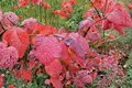 Redbud Hazel Live Plant 2 Gallon Pot – Disanthus cercidifolius Ornamental Shrub for Fall Color Garden Landscape
