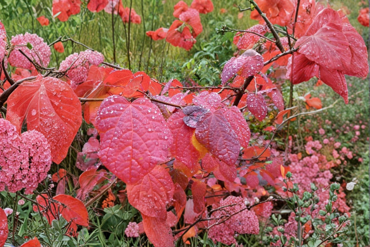 Redbud Hazel Live Plant 2 Gallon Pot – Disanthus cercidifolius Ornamental Shrub for Fall Color Garden Landscape