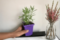 French Lavender Live Plant 5-8 Inch Ornamental Lavender Lavandula multifida Rooted Perennial